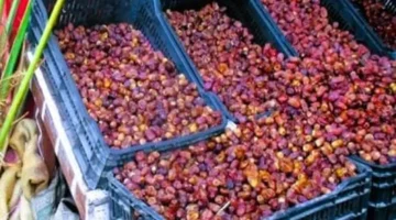 تحديث الأسعار اليومي أسعار البلح في مطروح والسيوي عند 50 جنيهاً